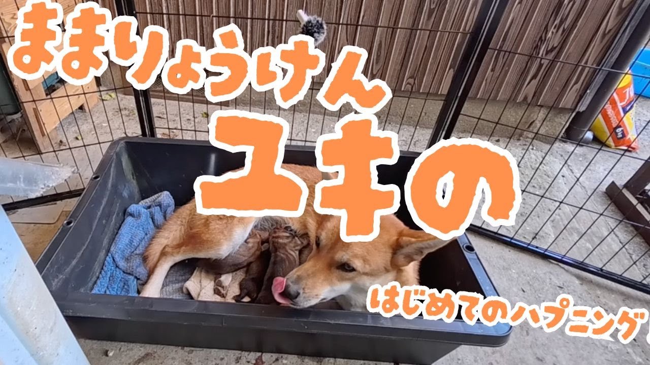 狩猟犬ユキと猟師ジローの初めての出産その後