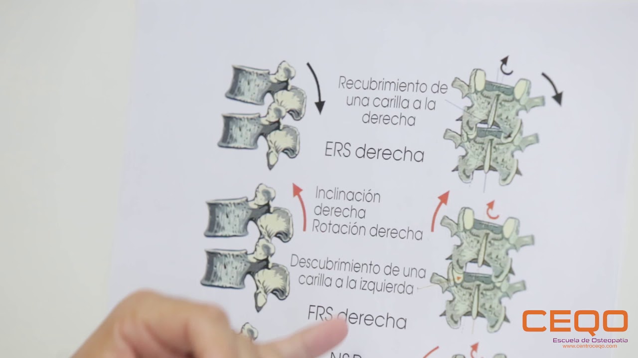 CEQO  2ª y 3ª Ley de  Freytte