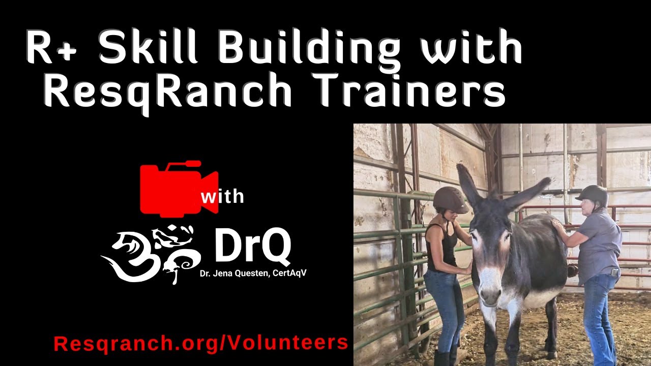 Volunteer Trainers of all Experience Levels Learn with DrQ's R+ methods  