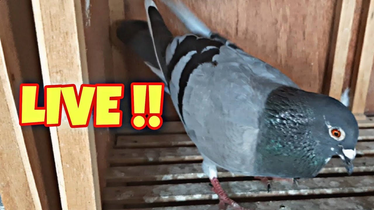 MASBATE & MATNOG LAP !! TAG 3 DAYS SA TRUCK !