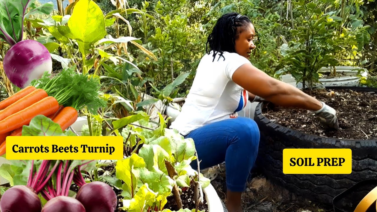 How To Prepare SOIL For ROOT VEGETABLES/Planting Beets Carrots Turnips And Coco Yams 