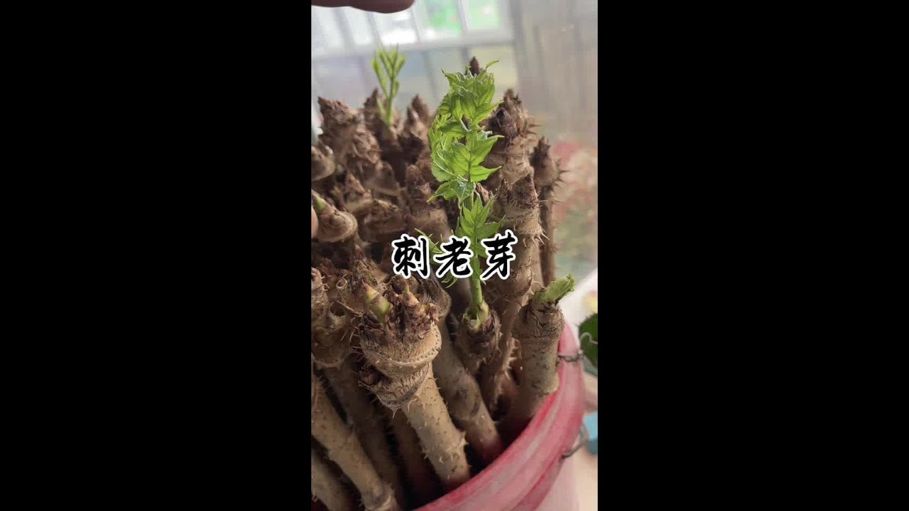 前几天采的刺老芽现在已经快能吃了，长势喜人，今天给我哥在采一桶。#我的乡村生活 #新农人计划2025 #大自然的馈赠 #大雪 #农村的冬天就是闲不住