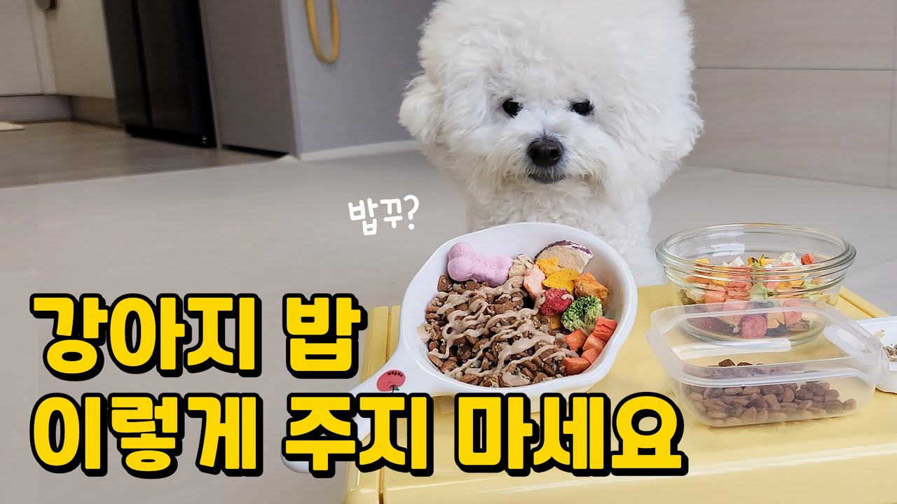 강아지 건강 망칠 수 있다고? 강아지 사료에 이것저것 섞어줬더니 생긴 일들...