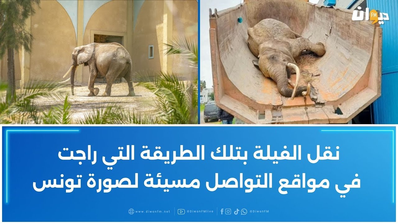 موت فيلة البلفيدير baby التي أهداها فرنسي إلى تونس: التونسي الذي جلبها يكشف