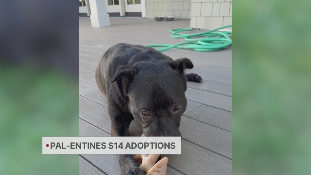 Valentines $14 dog adoptions