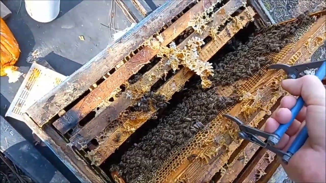 24.2.24 ERKEN #ilkbahar #arı BAKIMI, #kireç HASTALIĞINA YAKALANAN KARNİYOLU AÇIYORUZ SEBEBİ NE ACABA