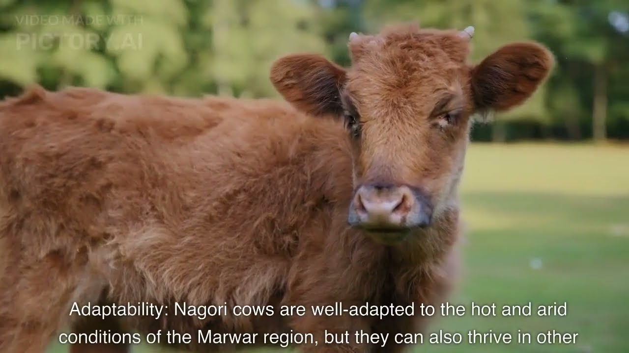 High milk production cows in India