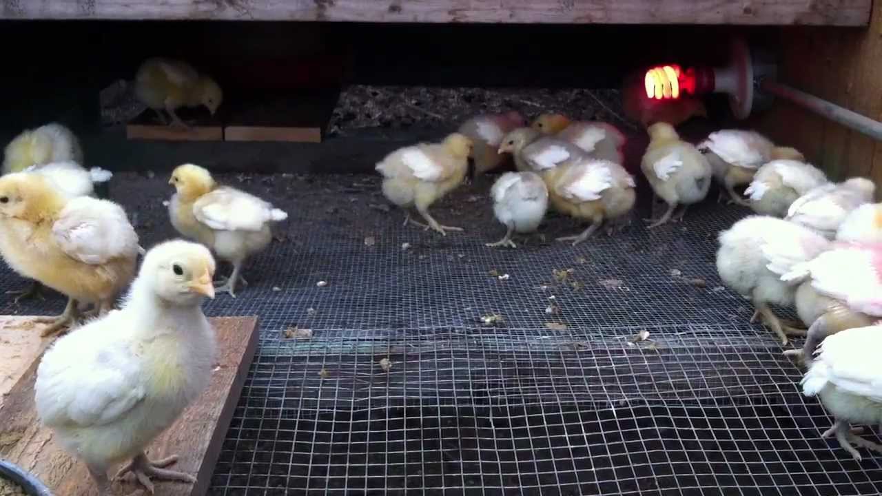 Northern California Poulet Bleu