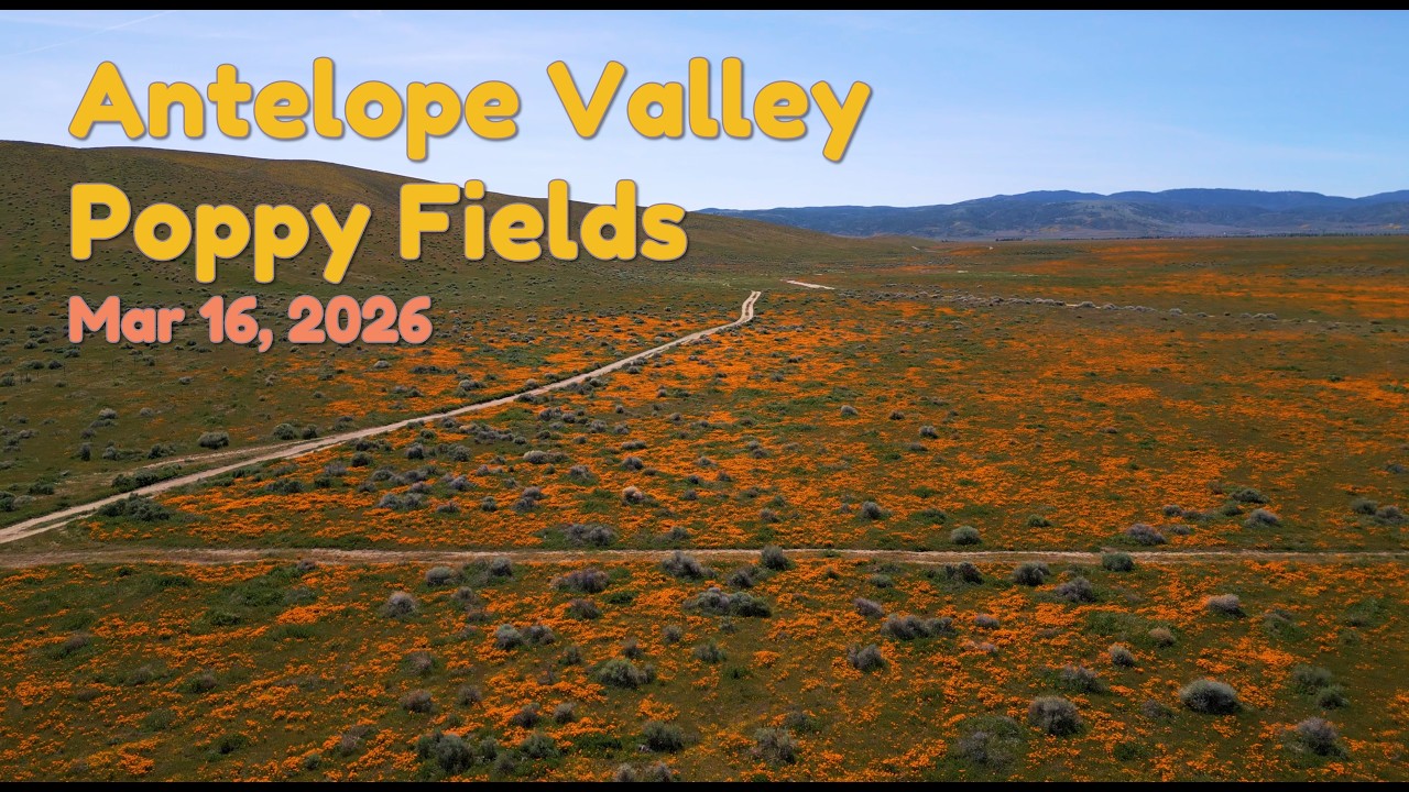 Antelope Valley Poppy fields - March 16, 2026