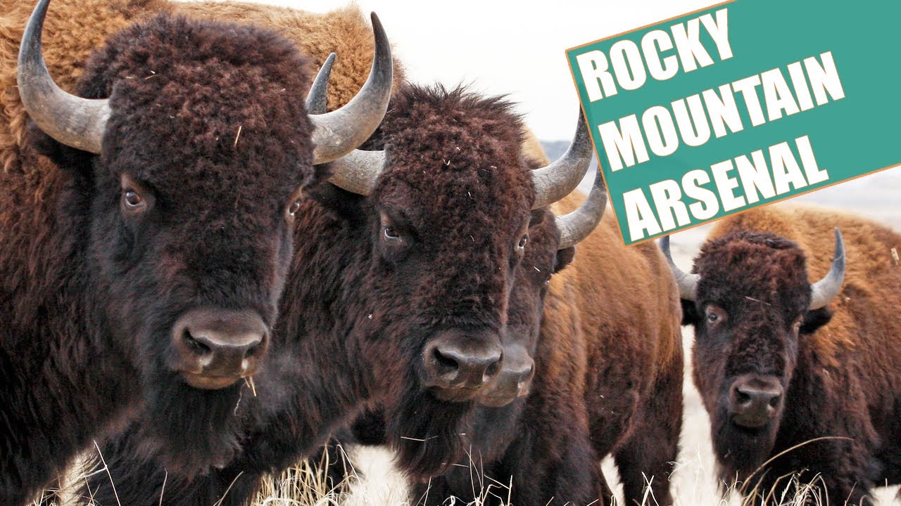 Rocky Mountain Arsenal National Wildlife Refuge | Denver, Colorado