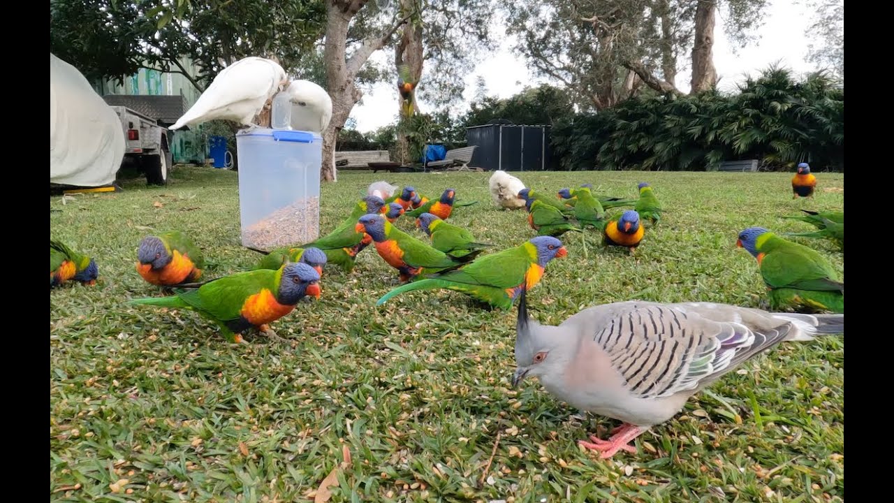 Oops...I left the seed box out.