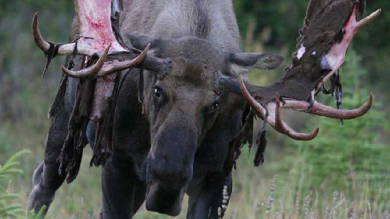 Cervalces: The Largest Deer to Ever Live