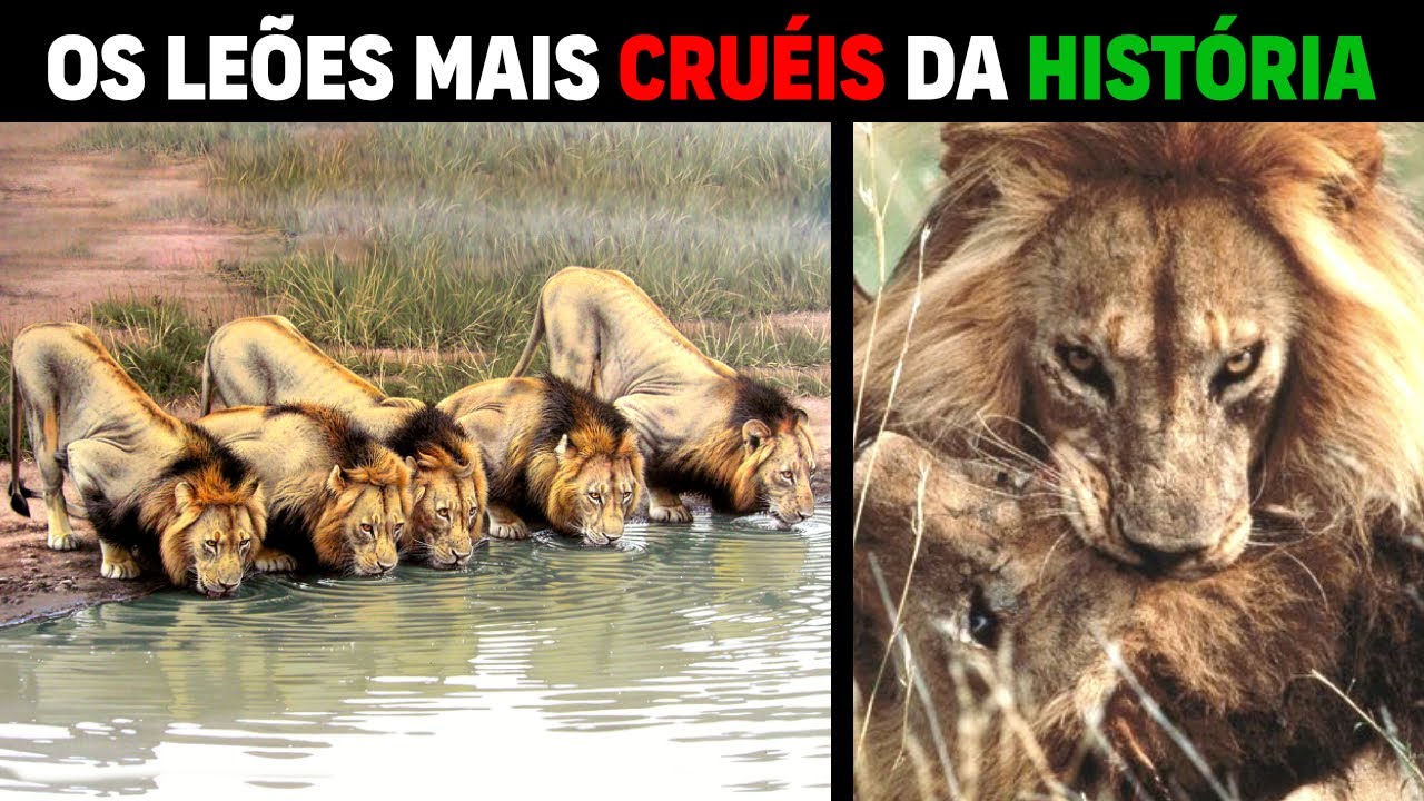 Лев - МАПОГОС САМЫЕ ЖЕСТОКИЕ ЛЬВЫ В ИСТОРИИ