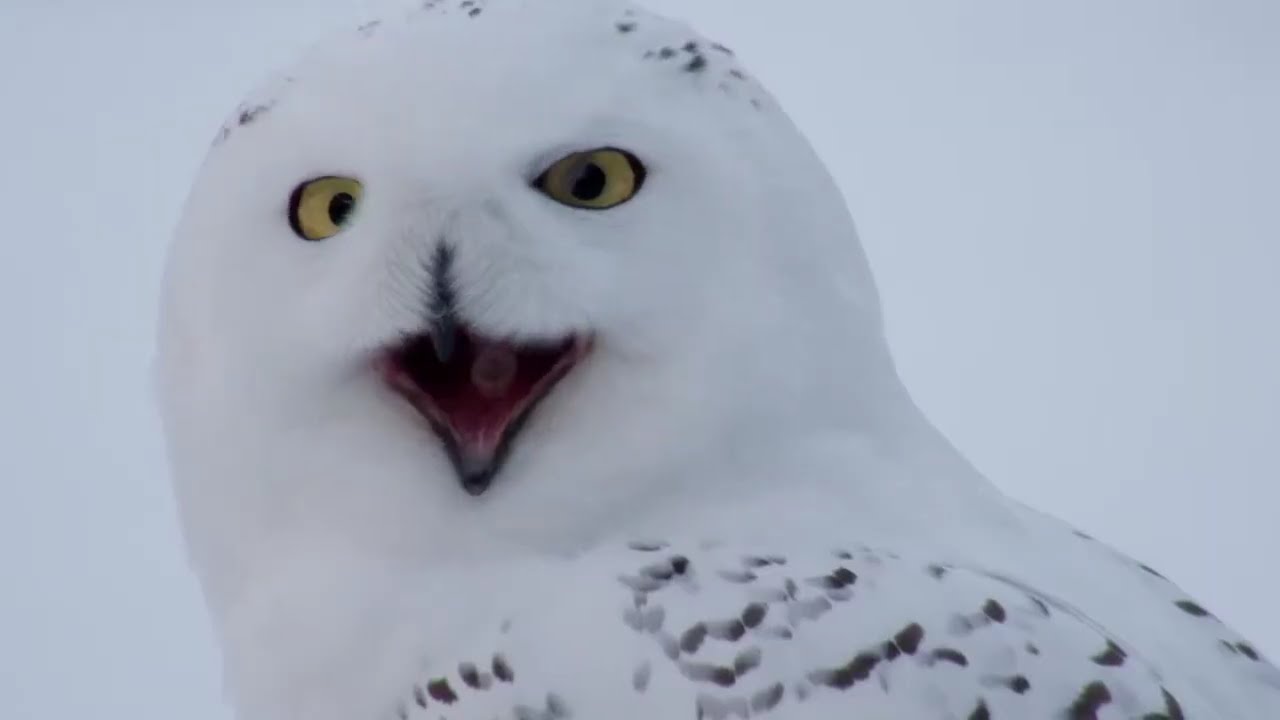 Beautiful World Life Documentaries