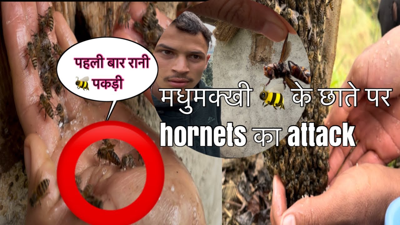 रानी मधुमक्खी 🐝 पकड़ने का आसान तरीका ।।Bee keeping easy way || 