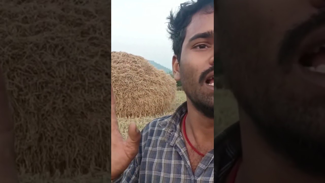 Best Techniques for Rice Harvesting and Storage 🌾 | Modern Farming Organic Methods 2025