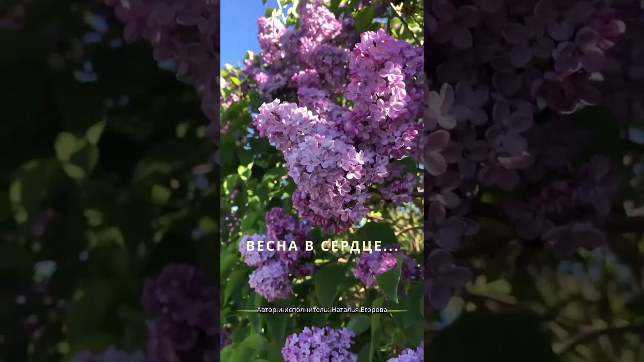 Весна в сердце... - Наталья Егорова