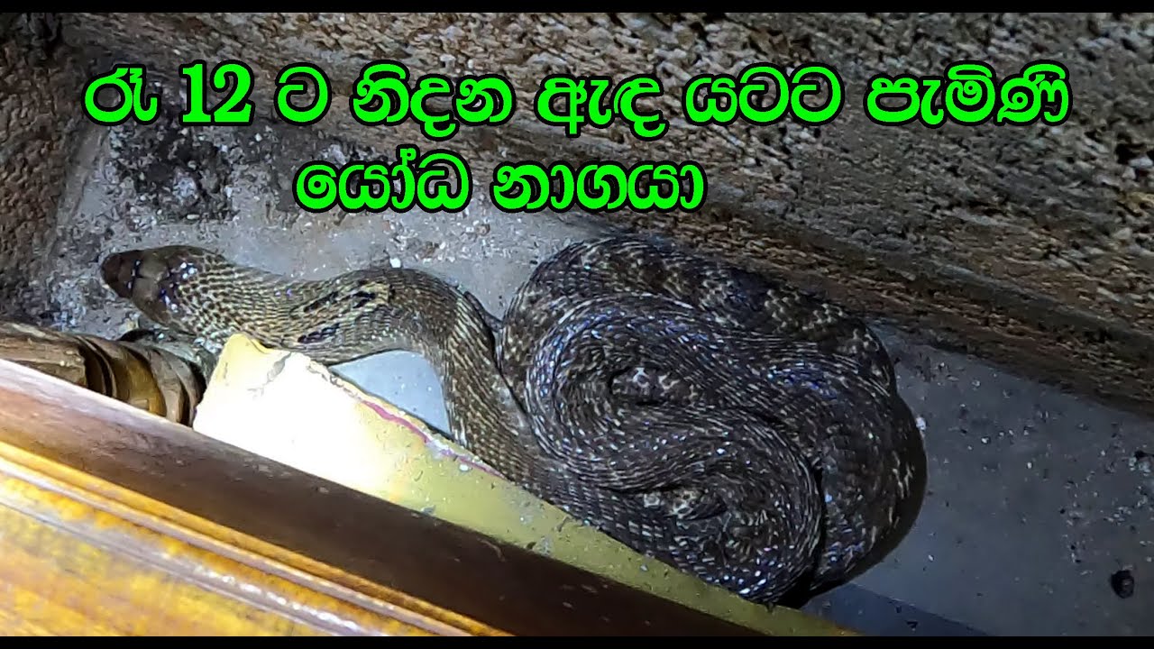 The giant cobra that came under the bed at midnight