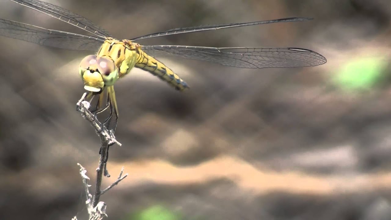Dragonfly catching and eating a mosquito