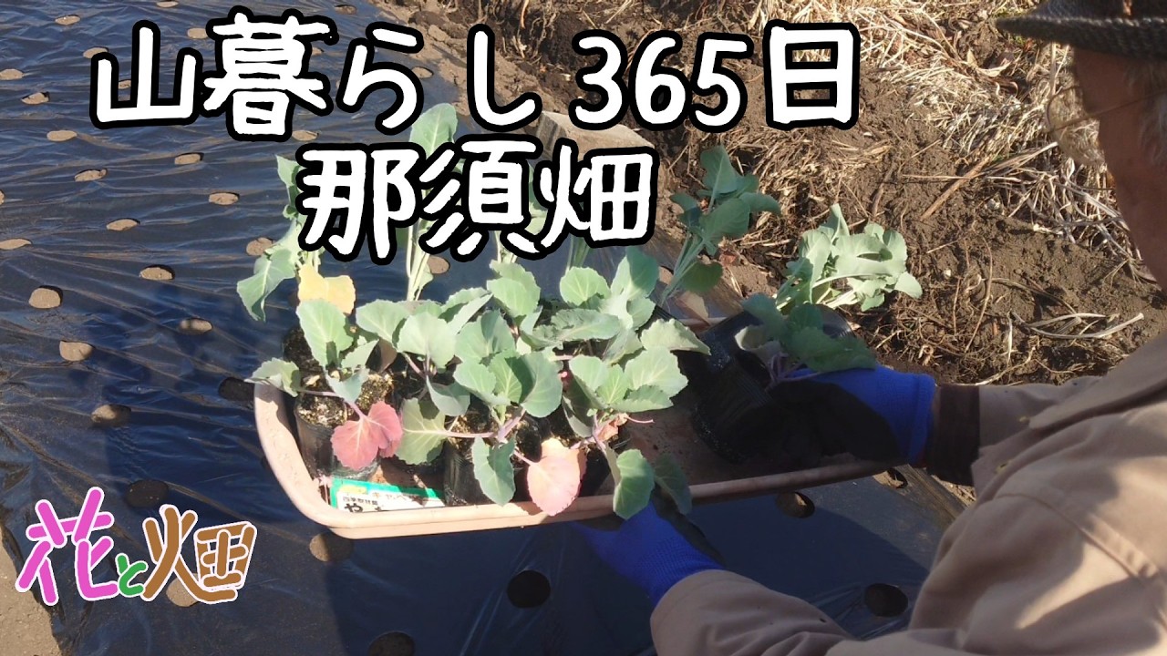 那須畑😃野菜苗50本花40本( ﾟДﾟ)02/14 2026 1