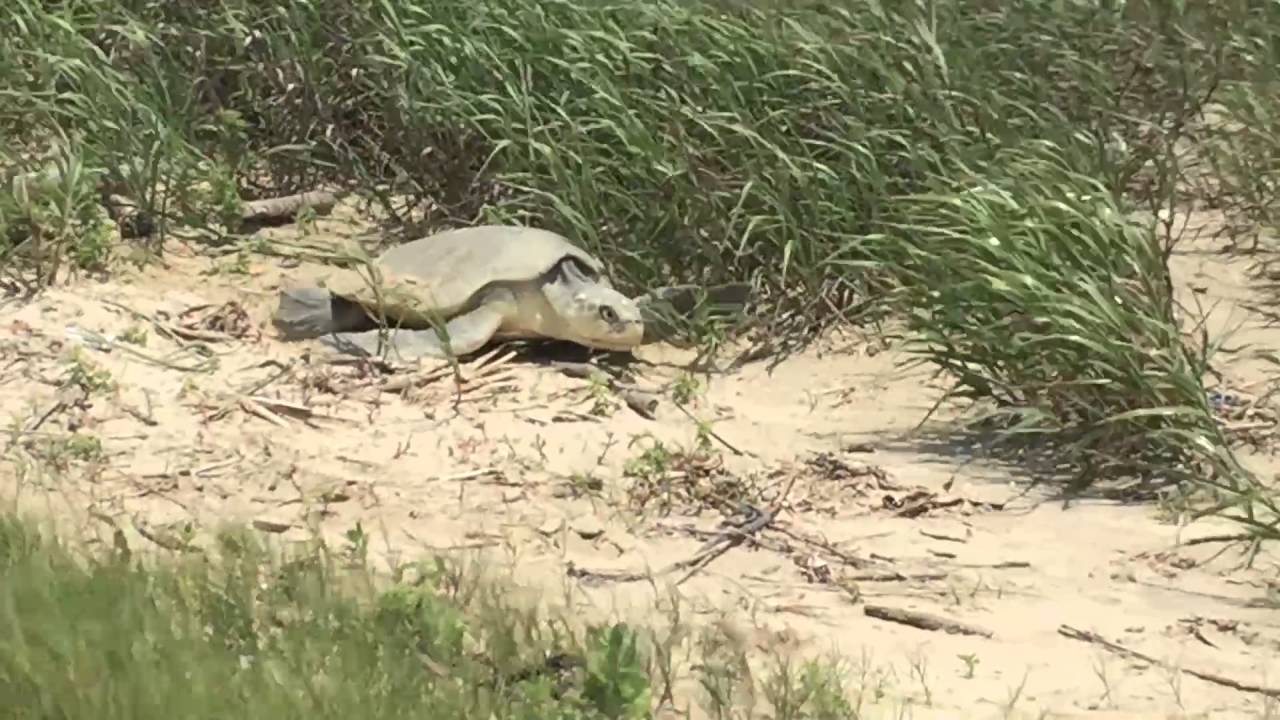 Kemp&rsquo;s Ridley Sea Turtle Nesting in Texas