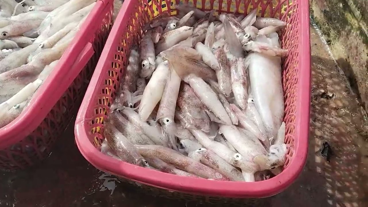 Trai Dân Biển # Một ngày bội thu của anh em dân biển .