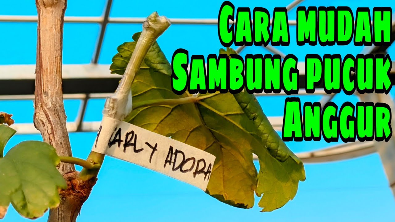 CARA MUDAH SAMBUNG PUCUK ANGGUR‼️🔥🍇
