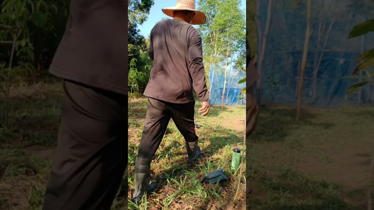 ปลูกยางนา #เชื้อเห็ด #ป่าปลูก🌳