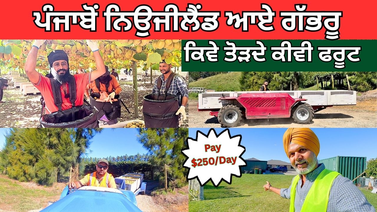 HOW KIWIFRUIT IS PICKED IN NEW ZEALAND ? ਪੰਜਾਬੋਂ ਨਿਉਜੀਲੈਂਡ ਆਏ ਗੱਭਰੂ ਕਿਵੇ ਤੋੜਦੇ ਕੀਵੀ ਫਰੂਟ | HARD WORK