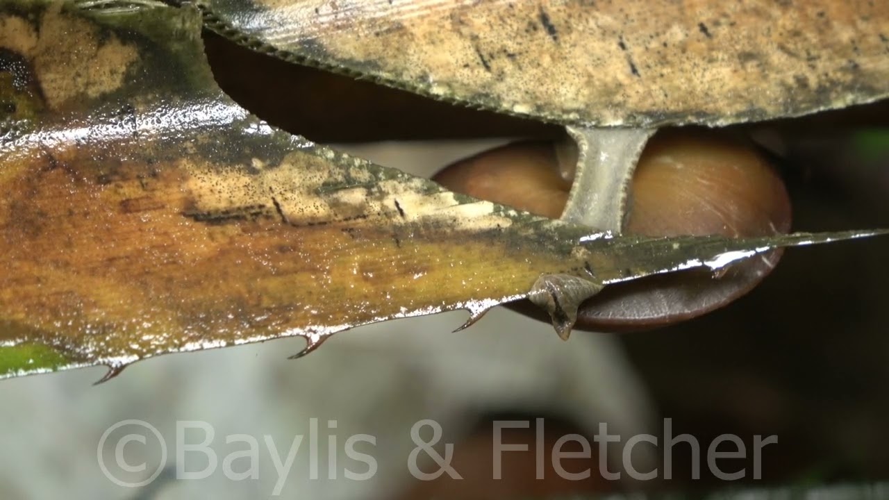 Terrestrial snail closeup, Penang, Malaysia. 20220907_160004.uhd