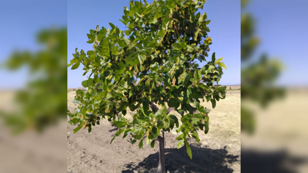 Come coltivare l'albero di pistacchio: Periodo e condizioni