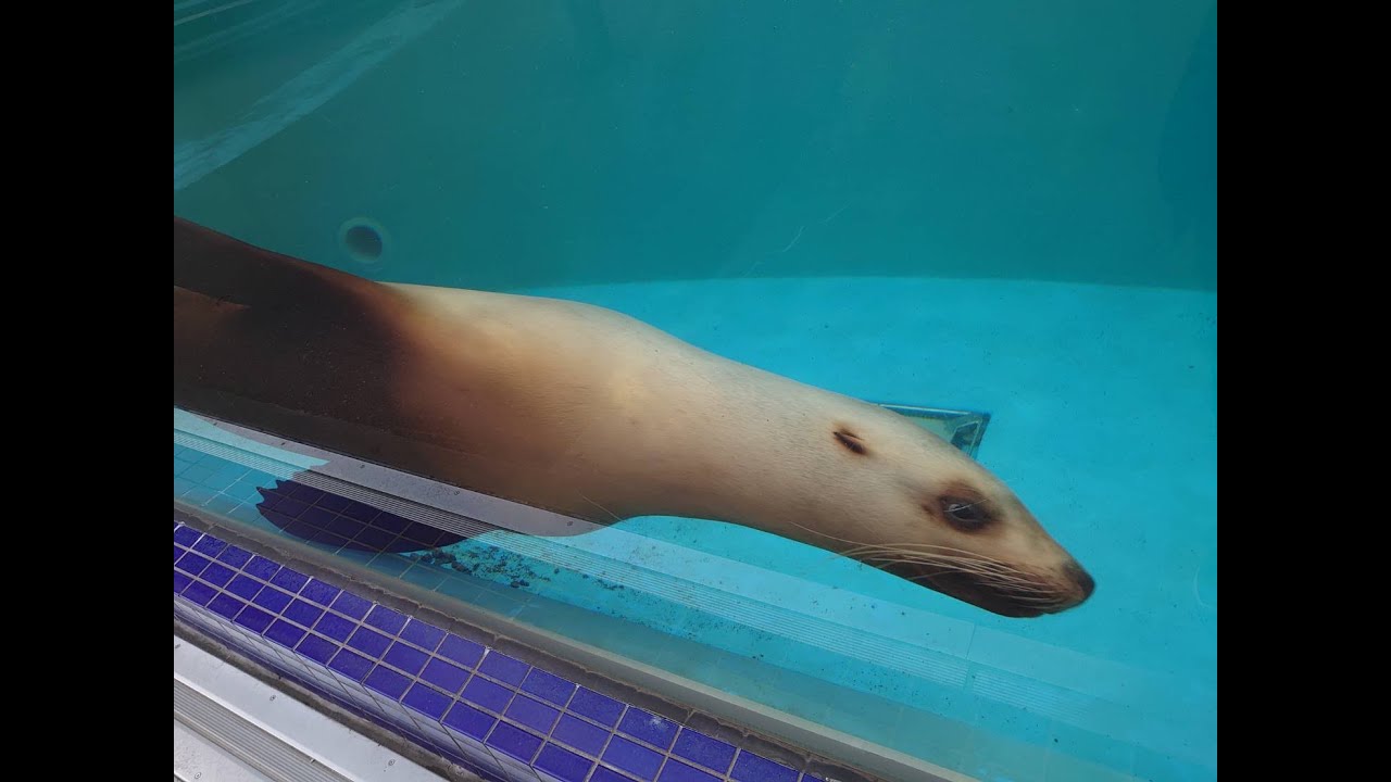 スマブラ毎日トナメ優勝　久々に社畜