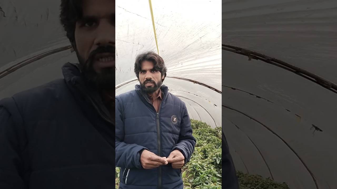 CKD super mighty Shimla Field visit And Farmer reviews