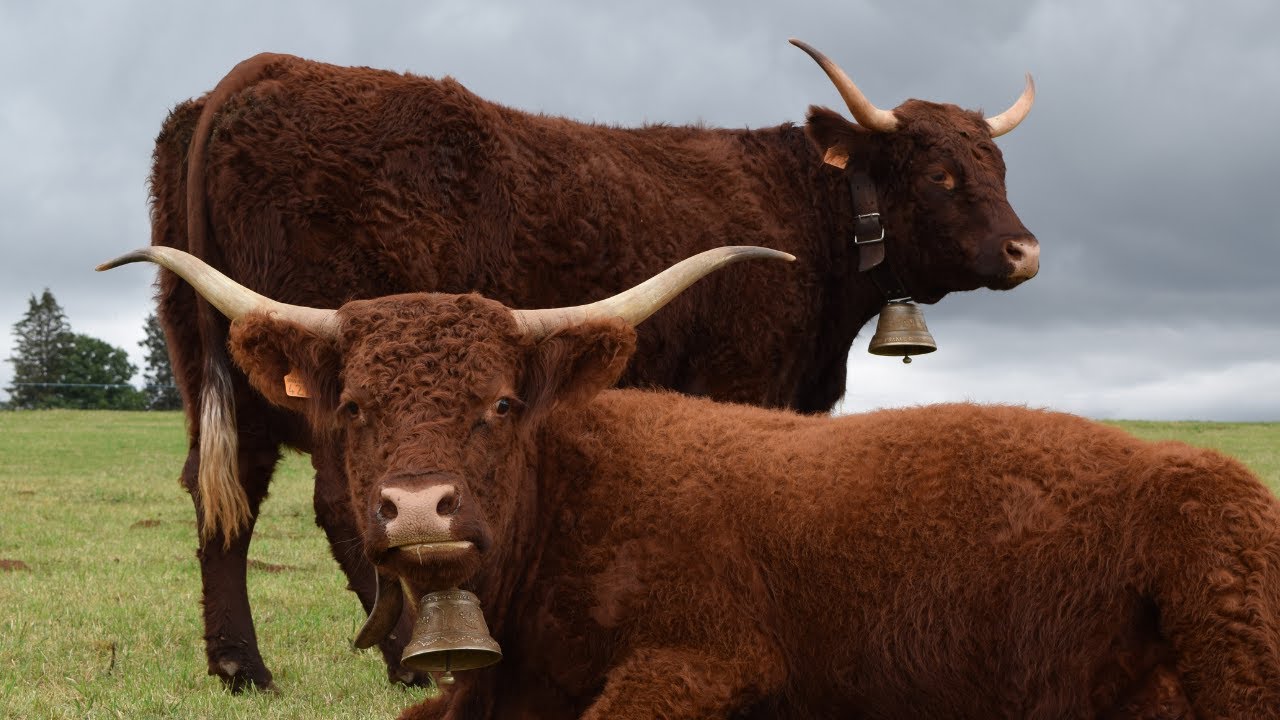 🤠 ELEVAGE SALERS TRAITES EN AUTOMNE 🍂