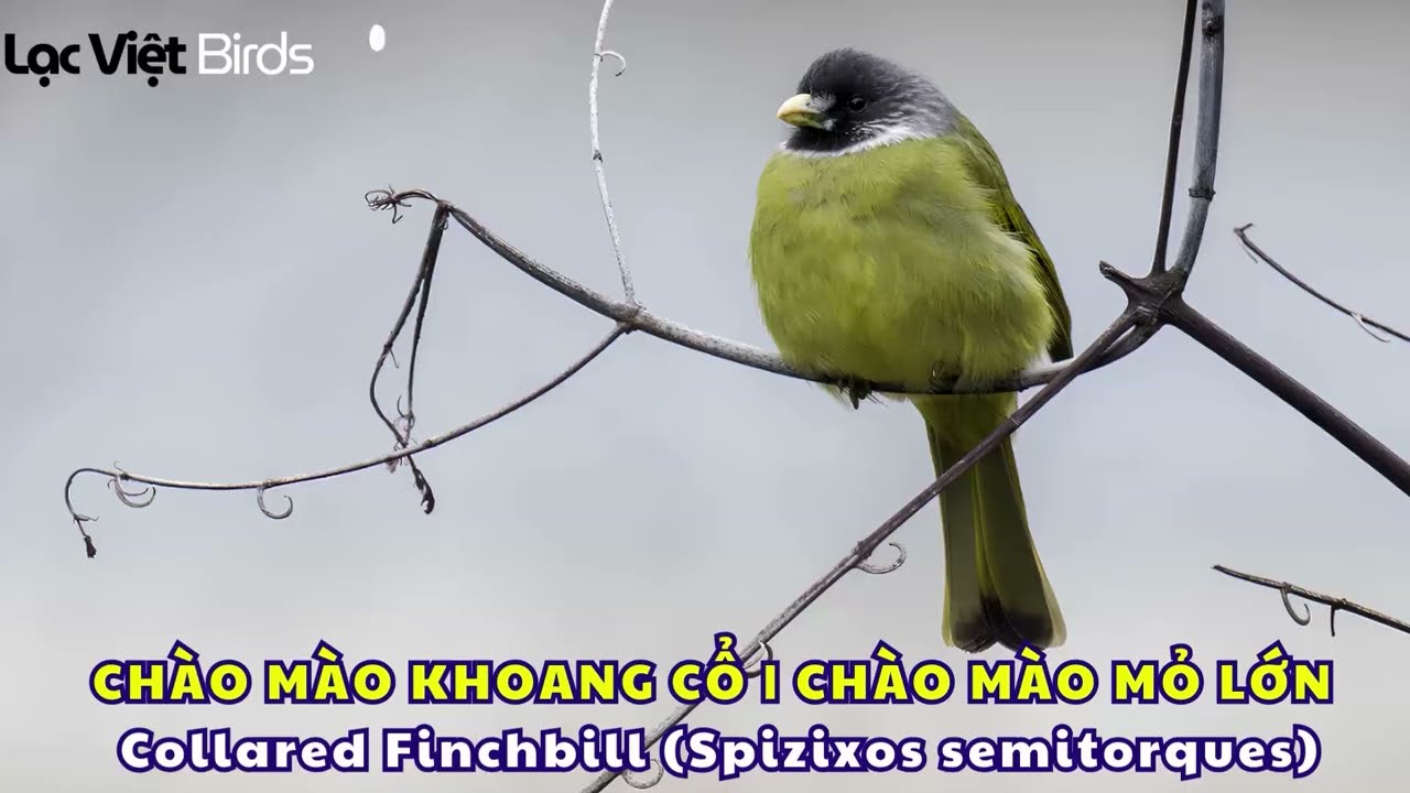 CHÀO MÀO KHOANG CỔ | CHÀO MÀO MỎ LỚN | Collared Finchbill (Spizixos semitorques)