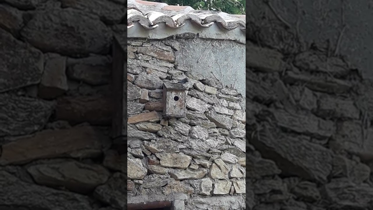 Colirrojo tiz&oacute;n en nido-Manjiron