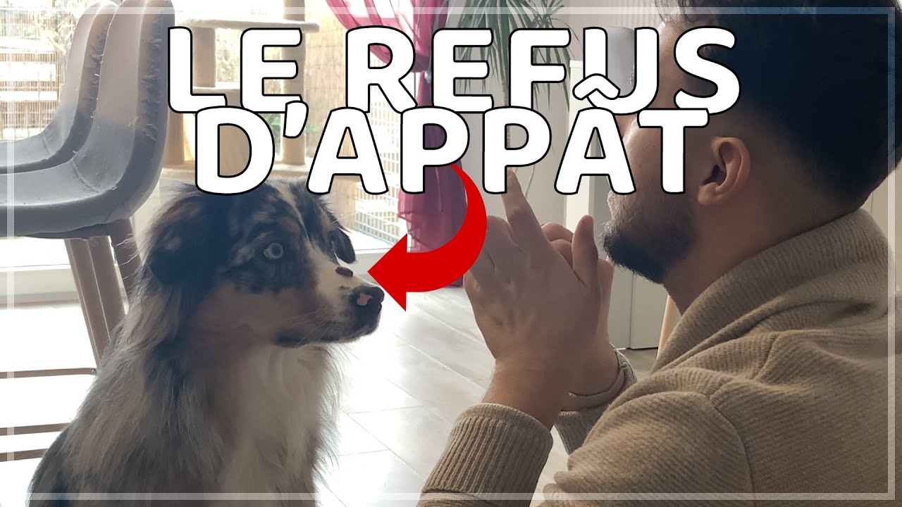 LE REFUS D'APPÂT / PAS TOUCHER (apprendre à son chien/chiot)