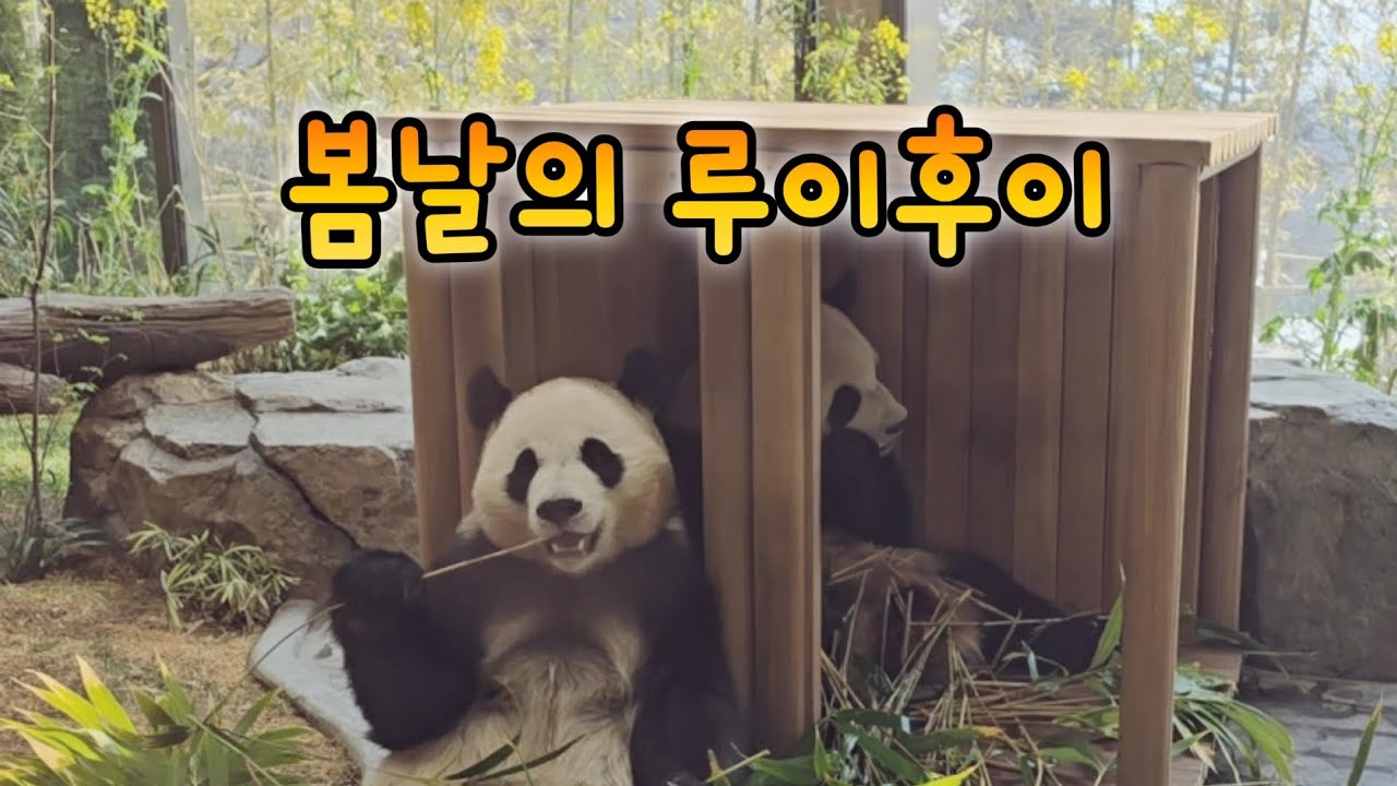 숨숨집에서 옹기종기 사랑스러운 루이후이 화요일 오전 영상💕26.03.10 Everland Ruibao Huibao 