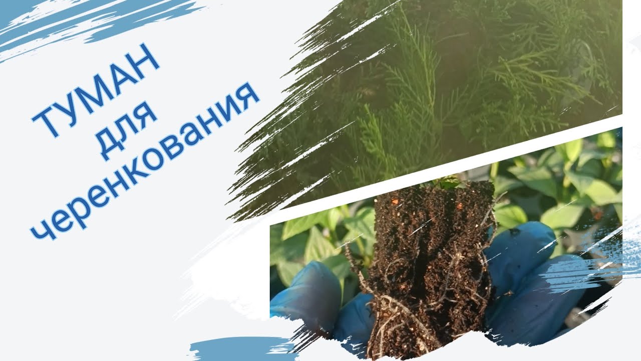 Как мы делали туман для черенкования