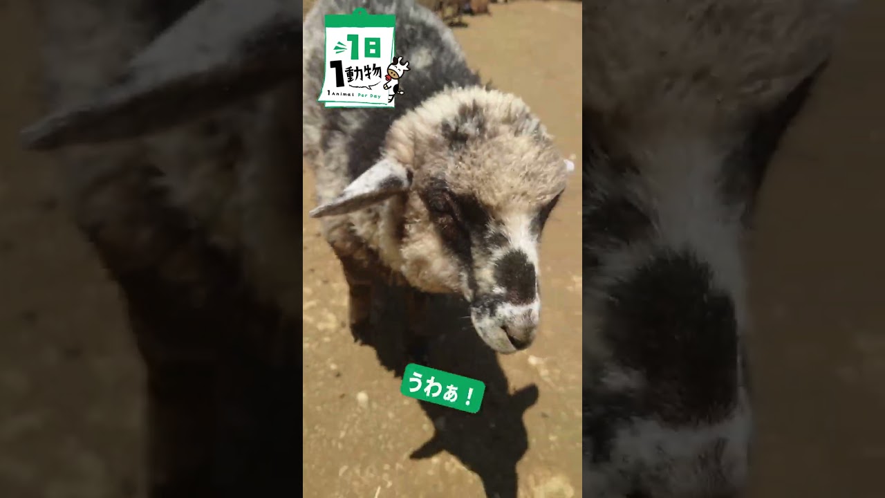 【かわいい】赤ちゃんヤギとヒツジさん🐐🐑