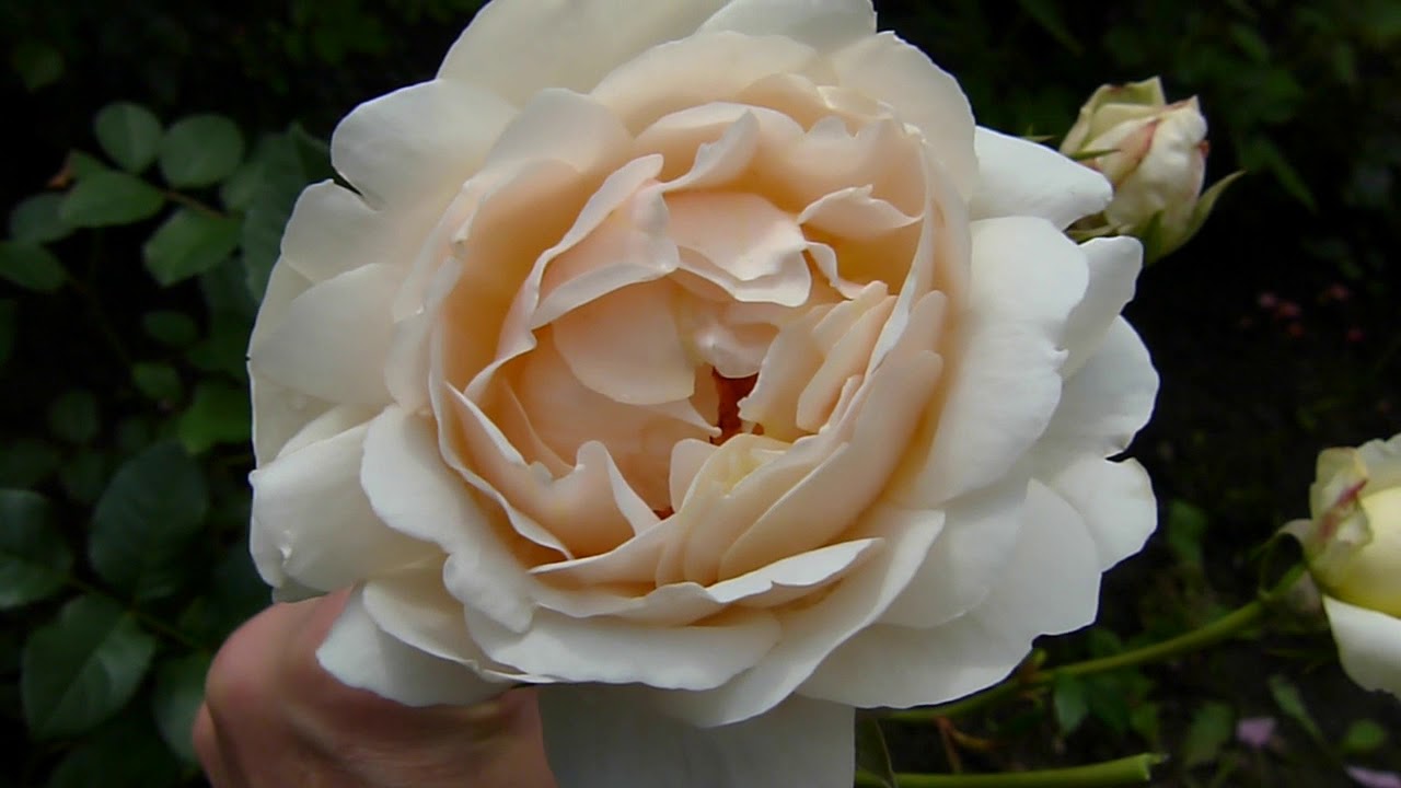 Обрезка отцветших цветов у роз и подкормка сульфатом магния.