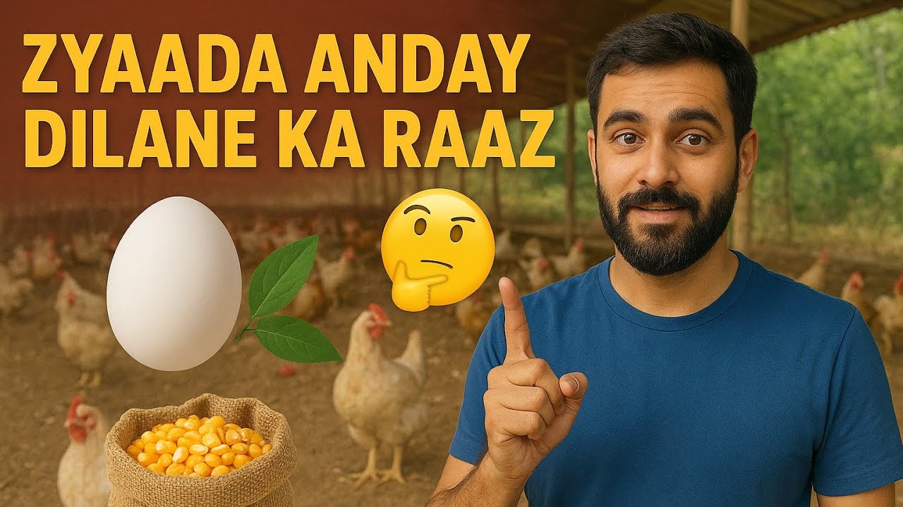 Zaada Anday Dilanay Ka Raaz🥚🥚 #poultryfarming #farming #poultrytips #organicfarming