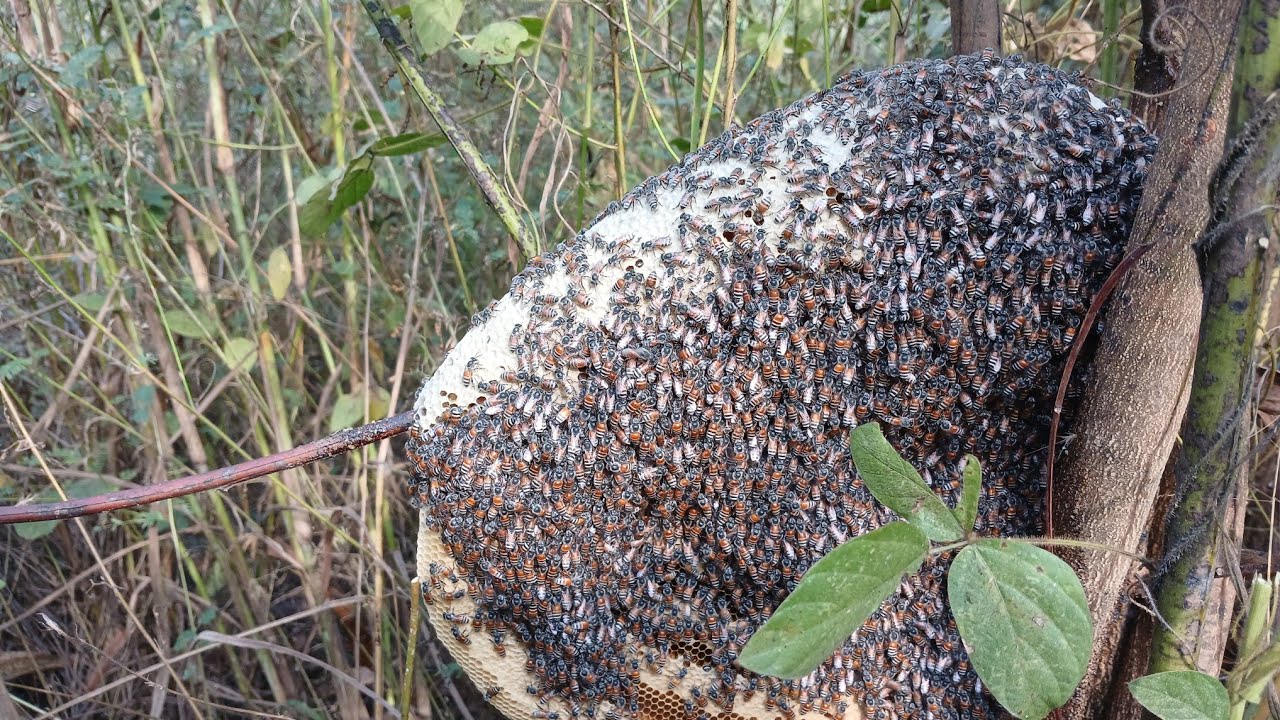 Săn ong  căn cứ ae sot  luồng  