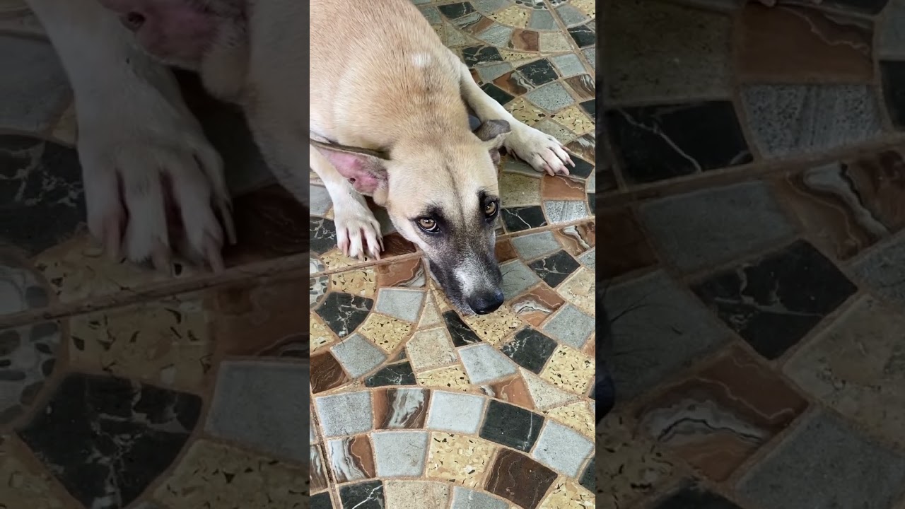 Did she blink? no... #blink #dog #aspins #aspindog #doglover #cute #pet #fyp #shortsfeed