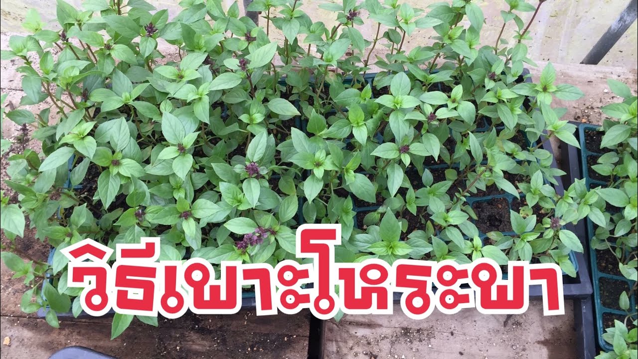 วิธีการเพาะโหระพา Sweet Basil สวนผักไทยในญี่ปุ่น 2018.02.12
