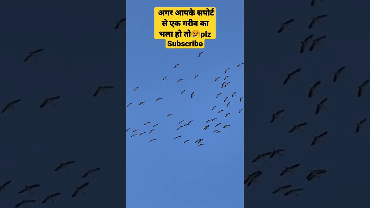 #shorts #viral #totalbirds