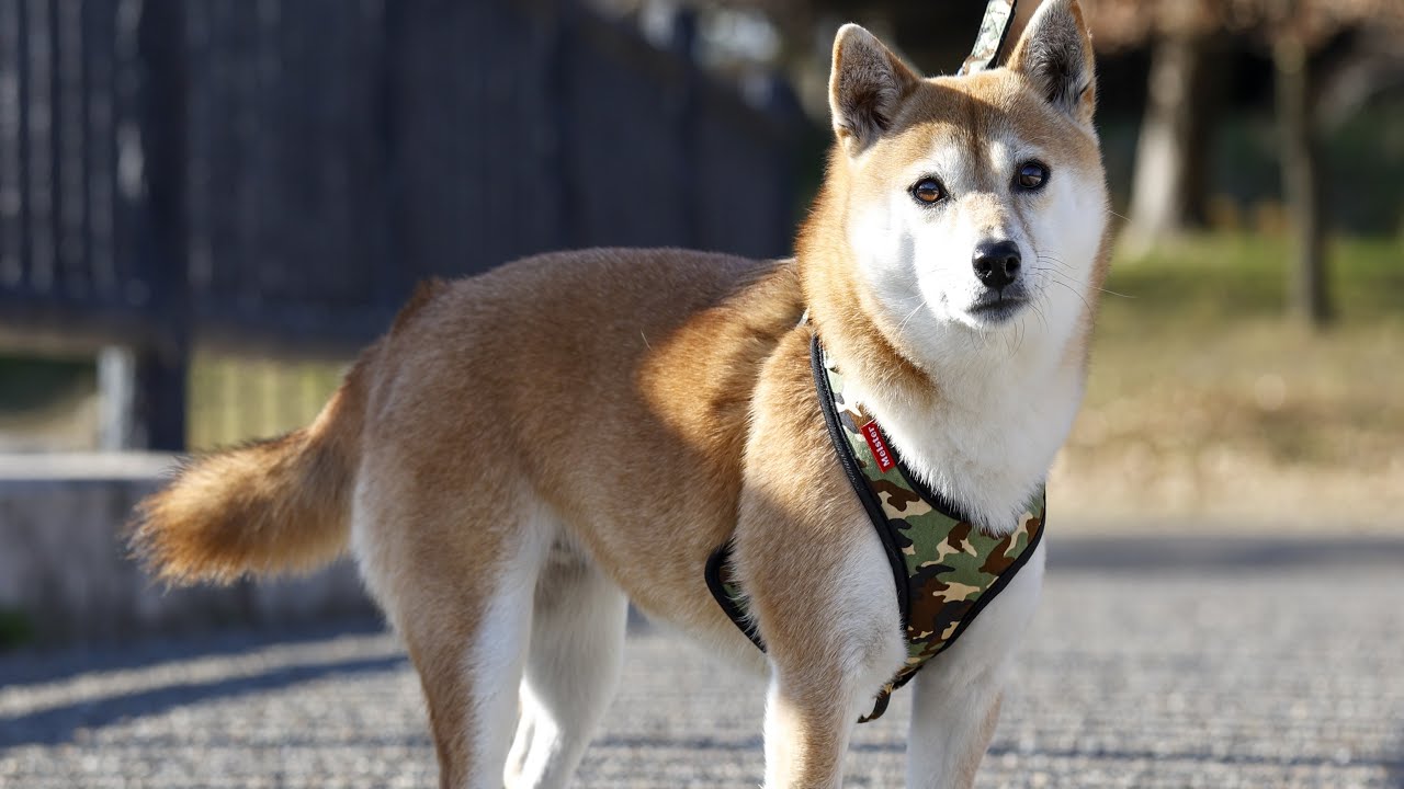 Meisterソフティハーネス