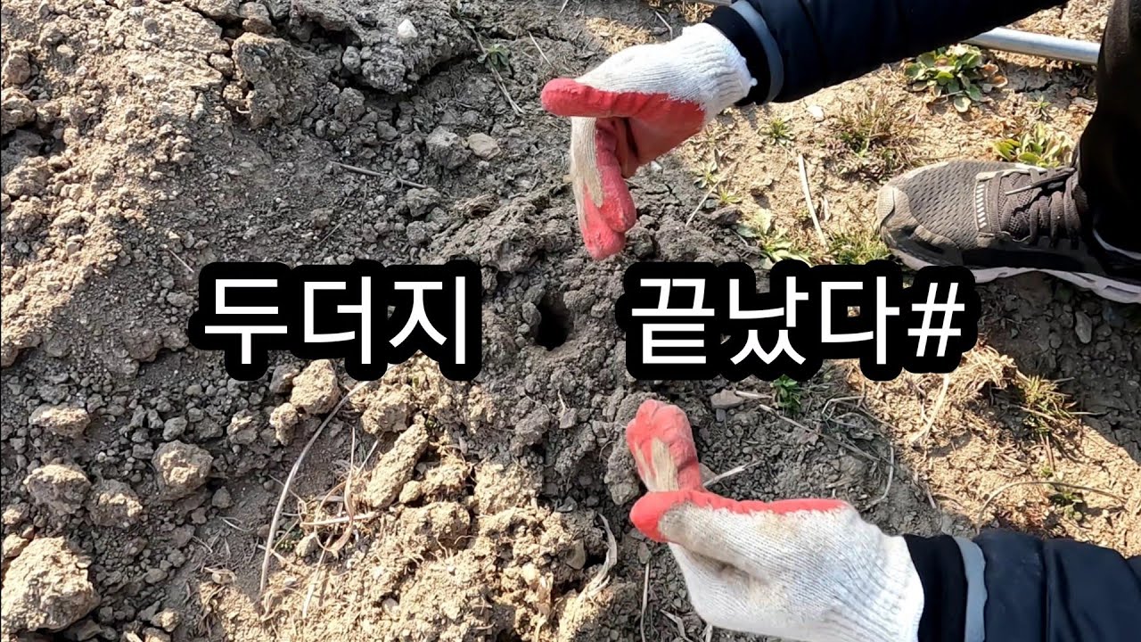 두더지 쉽게 없애는 방법