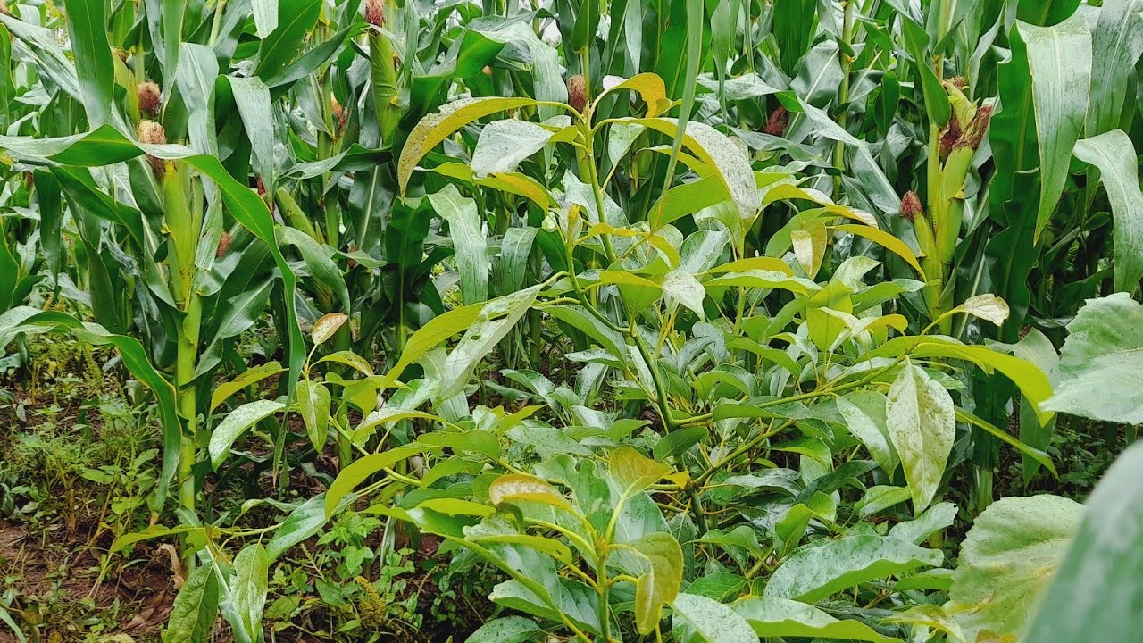How to Intercrop Hass Avocado with Maize 🌽