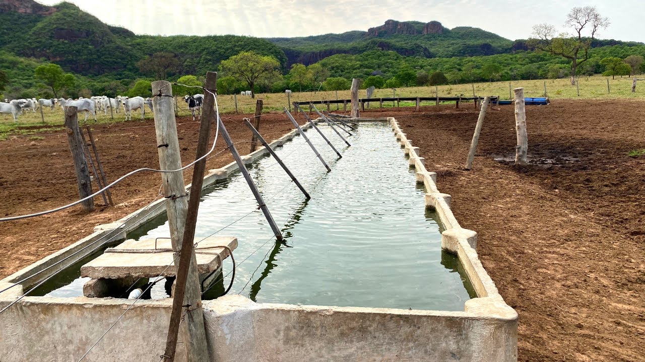 BEBEDOURO  QUE TODO CRIADOR  PRECISA